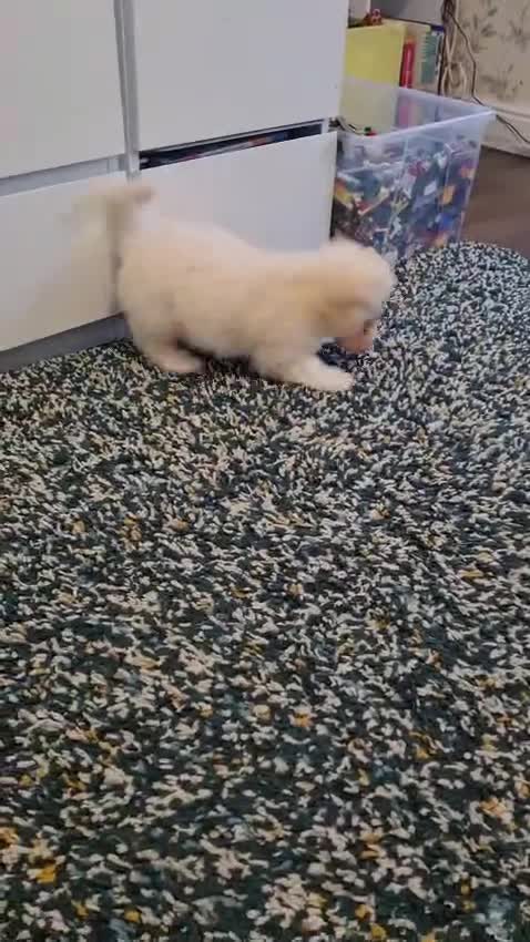 Maltipoo dogs for sale: Gorgeous maltipoo puppy  - Video 1