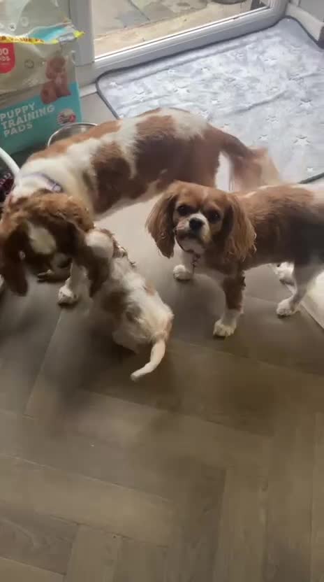 Cavalier King Charles Spaniel dogs for sale: Kc Blenheim Cavalier King Charles Spaniel  - Video 2