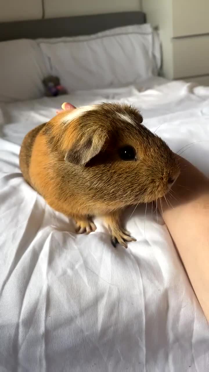 Guinea Pig rodents for sale: Macao and Midas  - Video 1