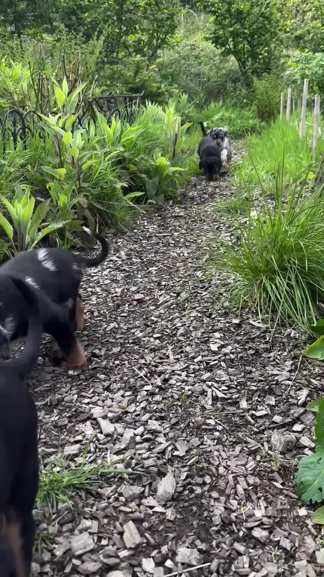 Mixed Breed dogs for sale: Border Rotty puppies for sale  - Video 3
