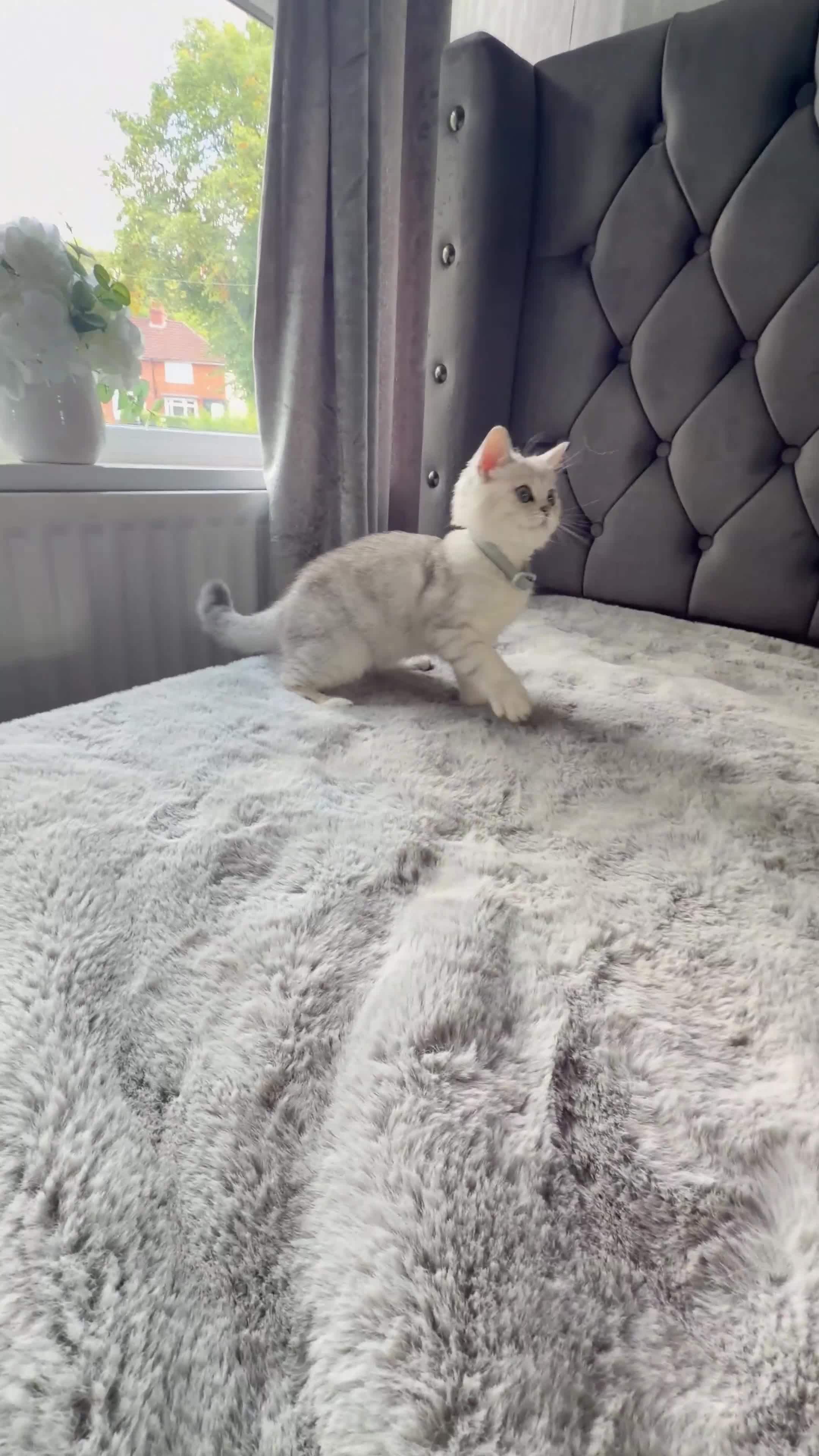 Scottish Fold cats for sale: Beautiful Chinchilla Scottish fold & Straight 💞🐾 - Video 3