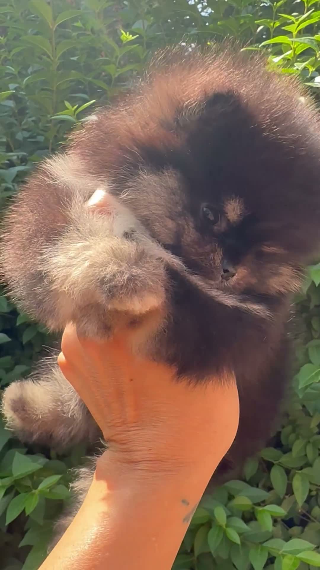 Pomeranian dogs for sale: 🏆0.65 Russian/Taiwan Pomeranian female🏆 - Video 1