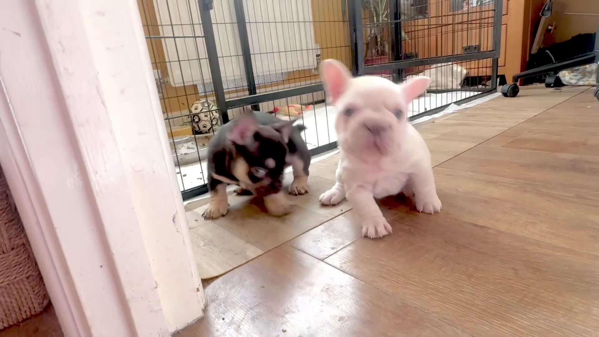 French Bulldog dogs for sale: Fluffy French Bulldog Puppies - Video 1