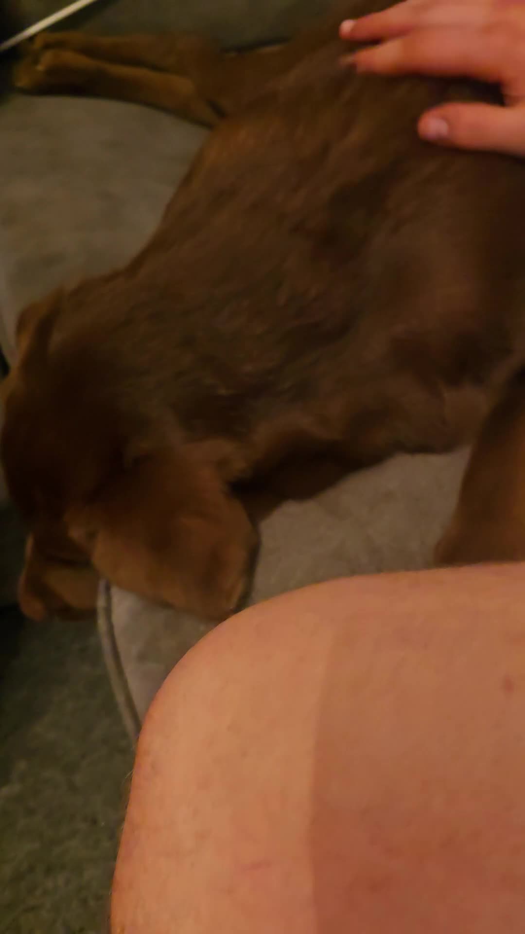 Labrador Retriever dogs for sale: Stunning trained Lab Pup desperate for a good home - Video 1