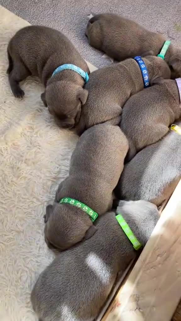 Staffordshire Bull Terrier dogs for sale:   Champion-KC.Reg.Blue Staffordshire Bull Terrier  - Video 2