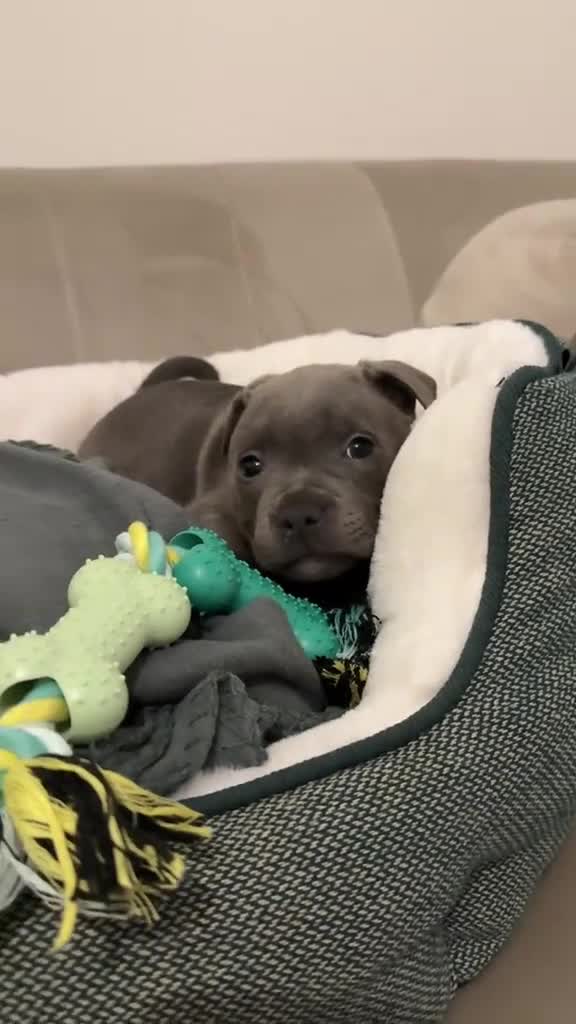 Staffordshire Bull Terrier dogs for sale: Outstanding  %100 Health Tested Staffy Puppies - Video 2