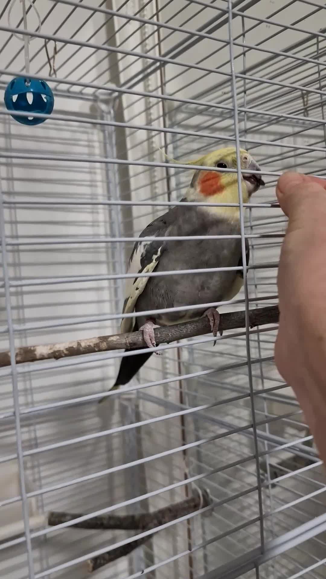 Cockatiels birds for sale: A male in a cage.NOT TAMED.Free local delivery. - Video 2
