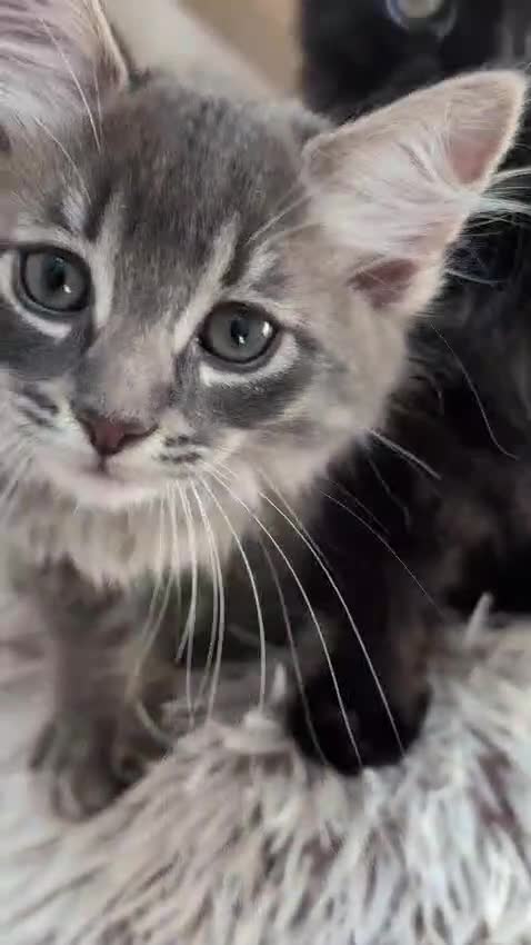 Maine Coon cats for sale: Maine coon ragdoll kittens for devoted owners in Paisley - Video 2