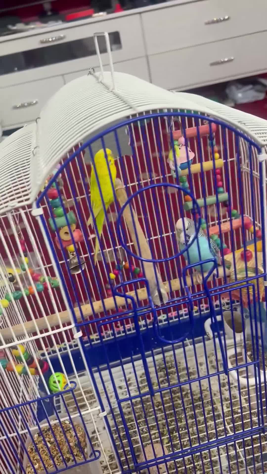 Budgerigars birds for sale: Budgies  in Hayes - Video 1