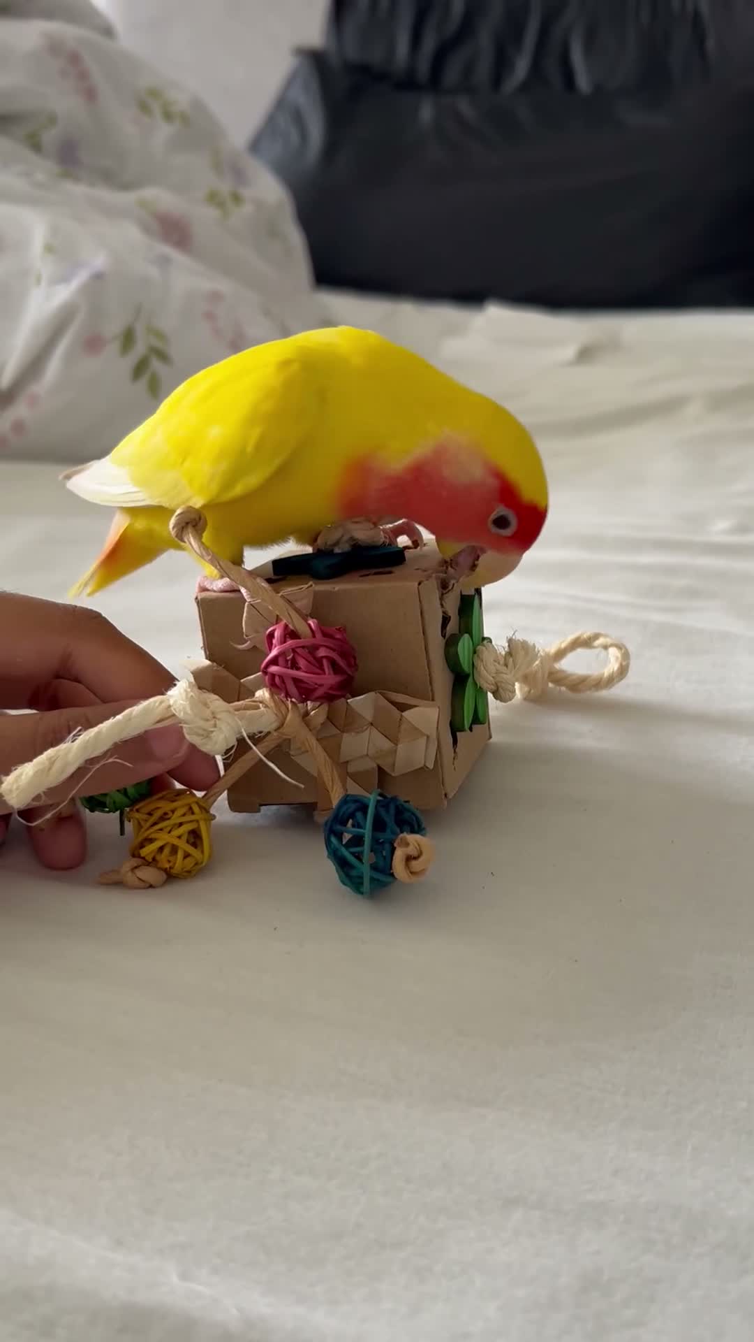 Lovebirds birds for sale: Peach faced lovebird  - Video 2