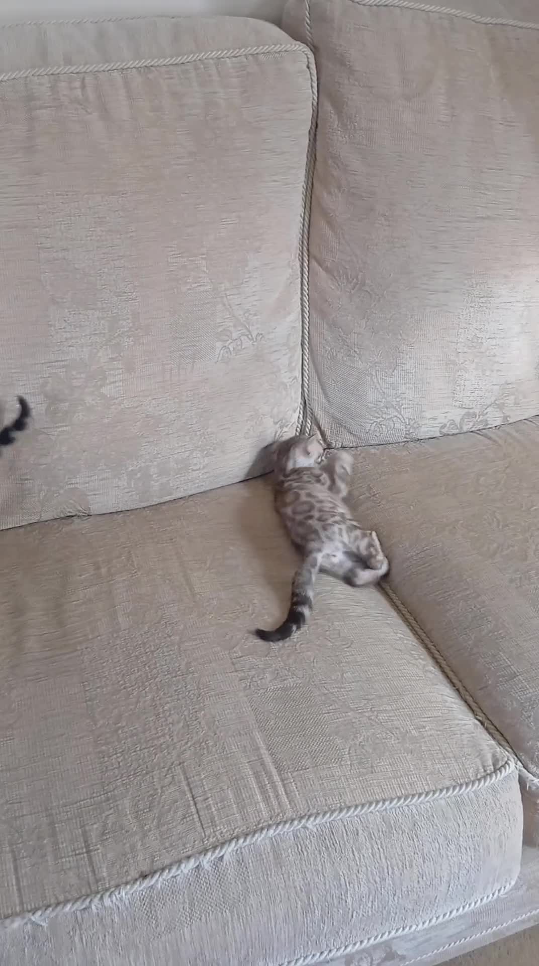 Bengal cats for sale: Family raised TICA Bengal kittens - Video 3