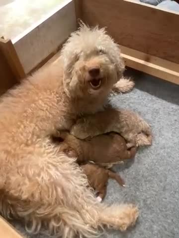 Labradoodle dogs for sale: Miniature Labradoodles  - Video 2