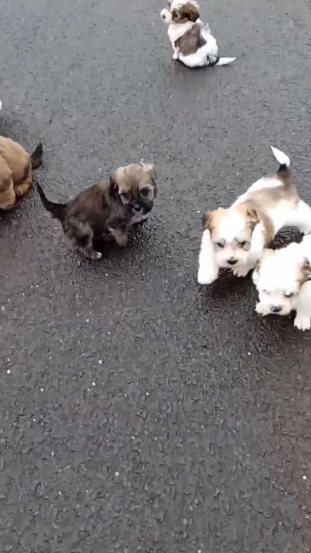 Havanese dogs for sale: Stunning full breed havanese puppies. 6 boys avail - Video 1