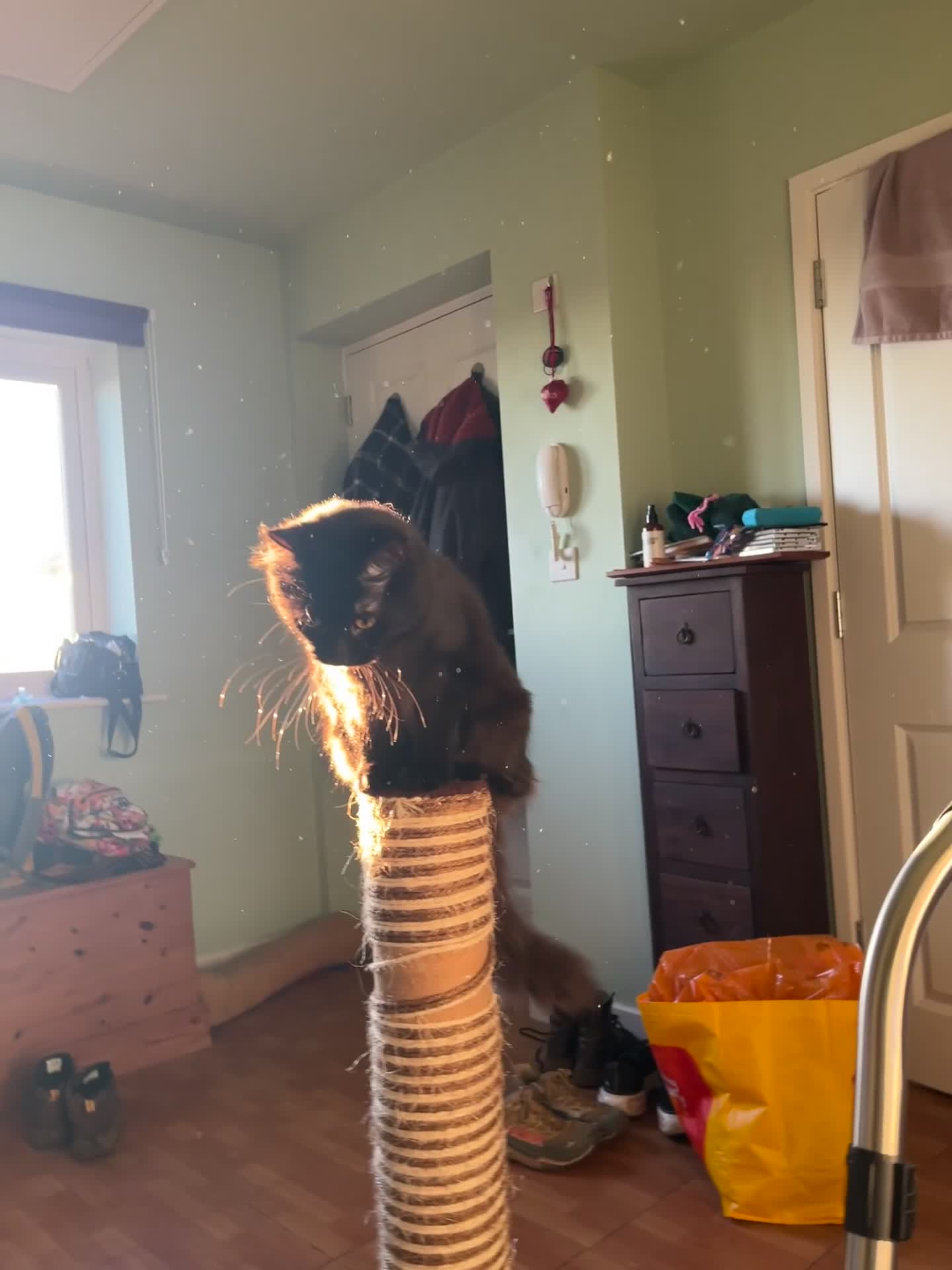 Mixed Breed cats for sale: Long haired kitten - Video 1