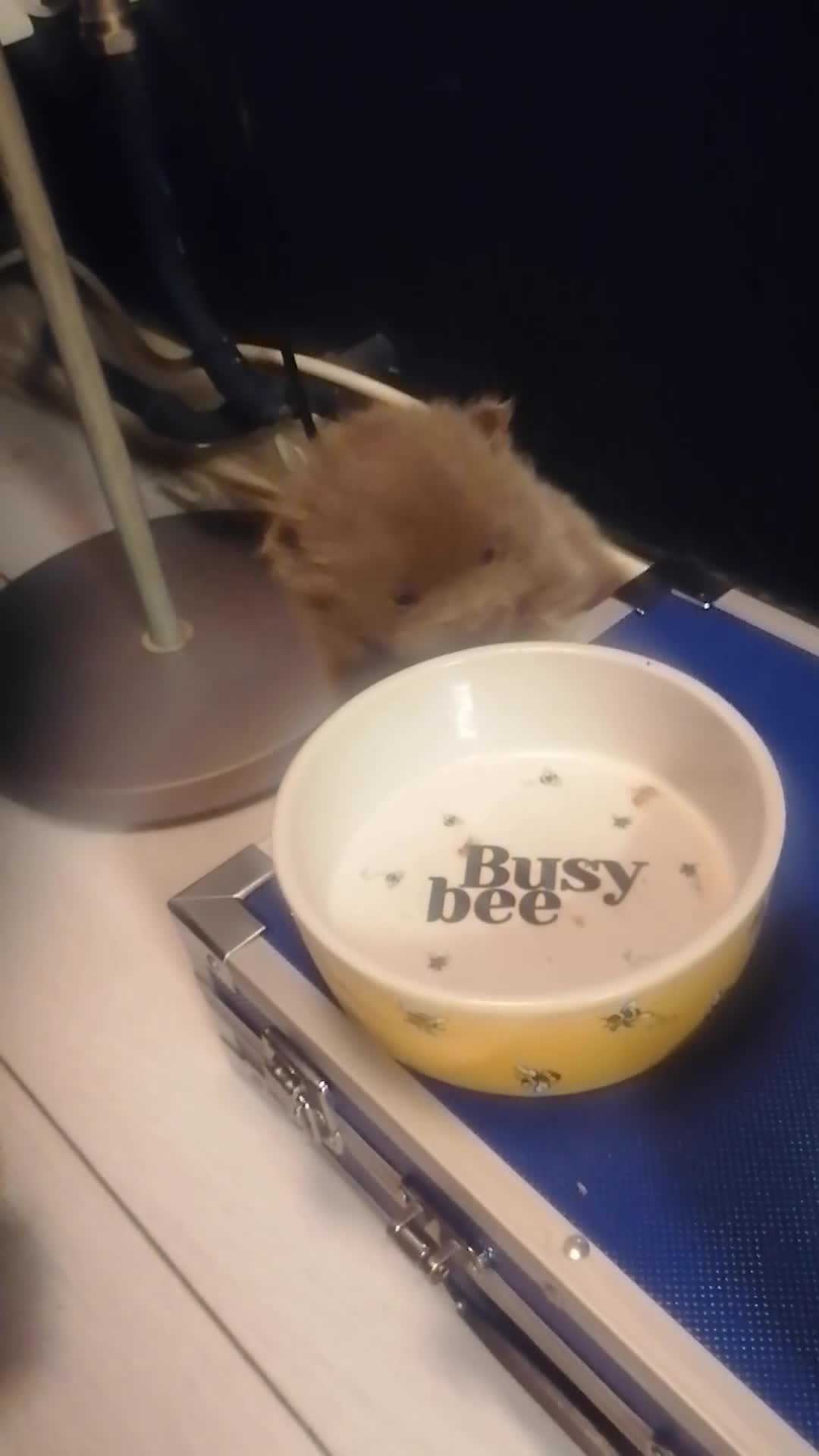 Pomeranian dogs for sale: Antonio  in Manchester - Video 1