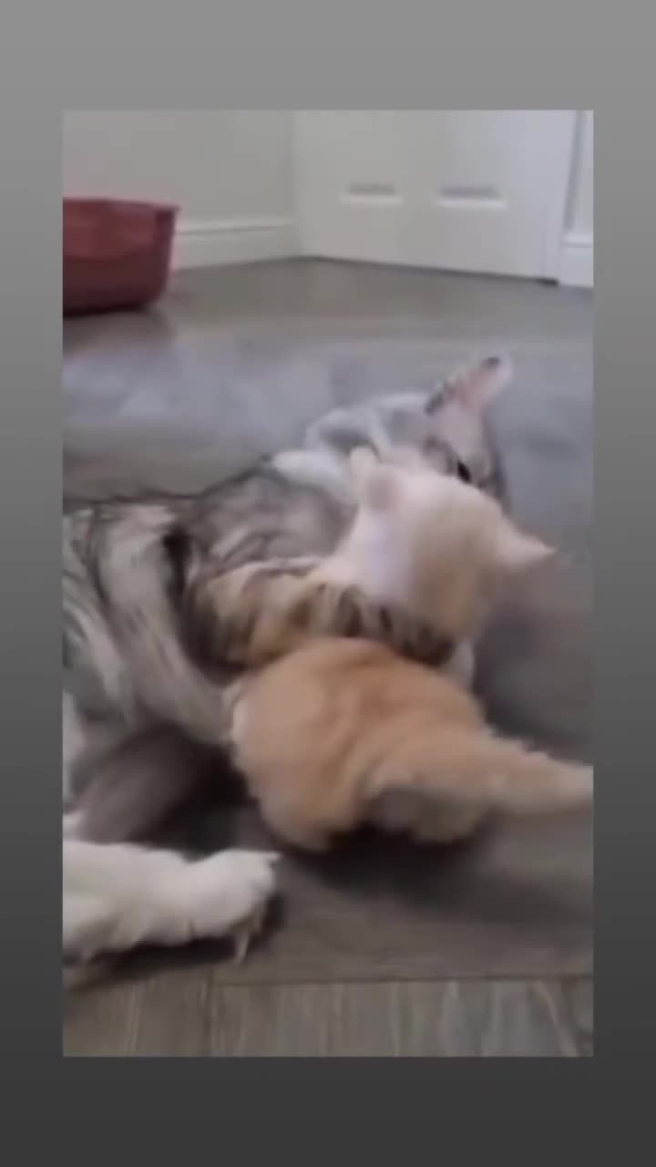 Maine Coon cats for sale: Cream and white large kitten Tica registered  - Video 4