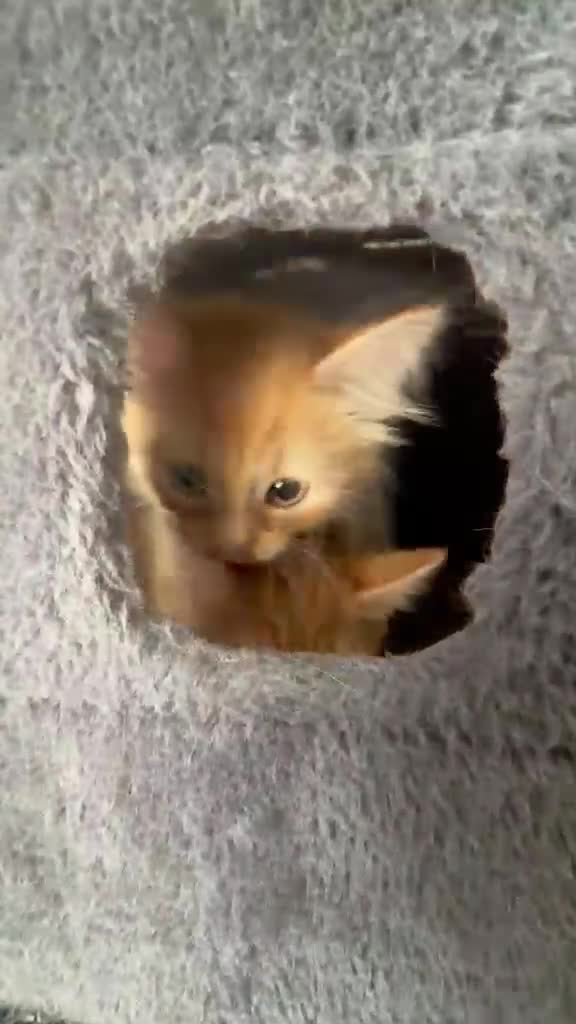 British Shorthair cats for sale: 3 BSH/ragdoll kittens🐾 in Luton - Video 1