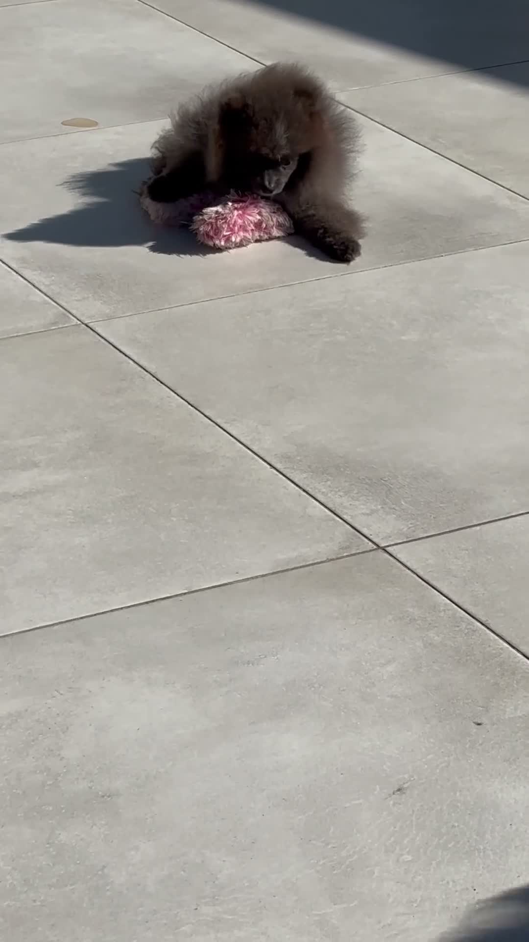 Pomeranian dogs for sale: Pomaranian  - Video 1