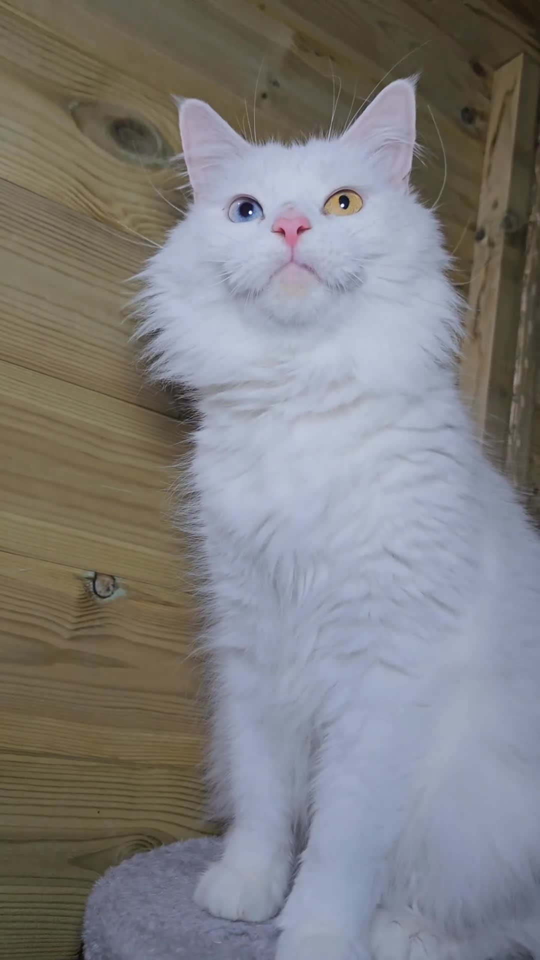 Maine Coon cats for sale: Maine coon  - Video 3