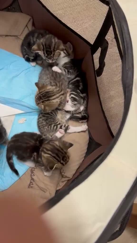 Bengal cats for sale: American Shorthair and Savannah Mix - Video 1
