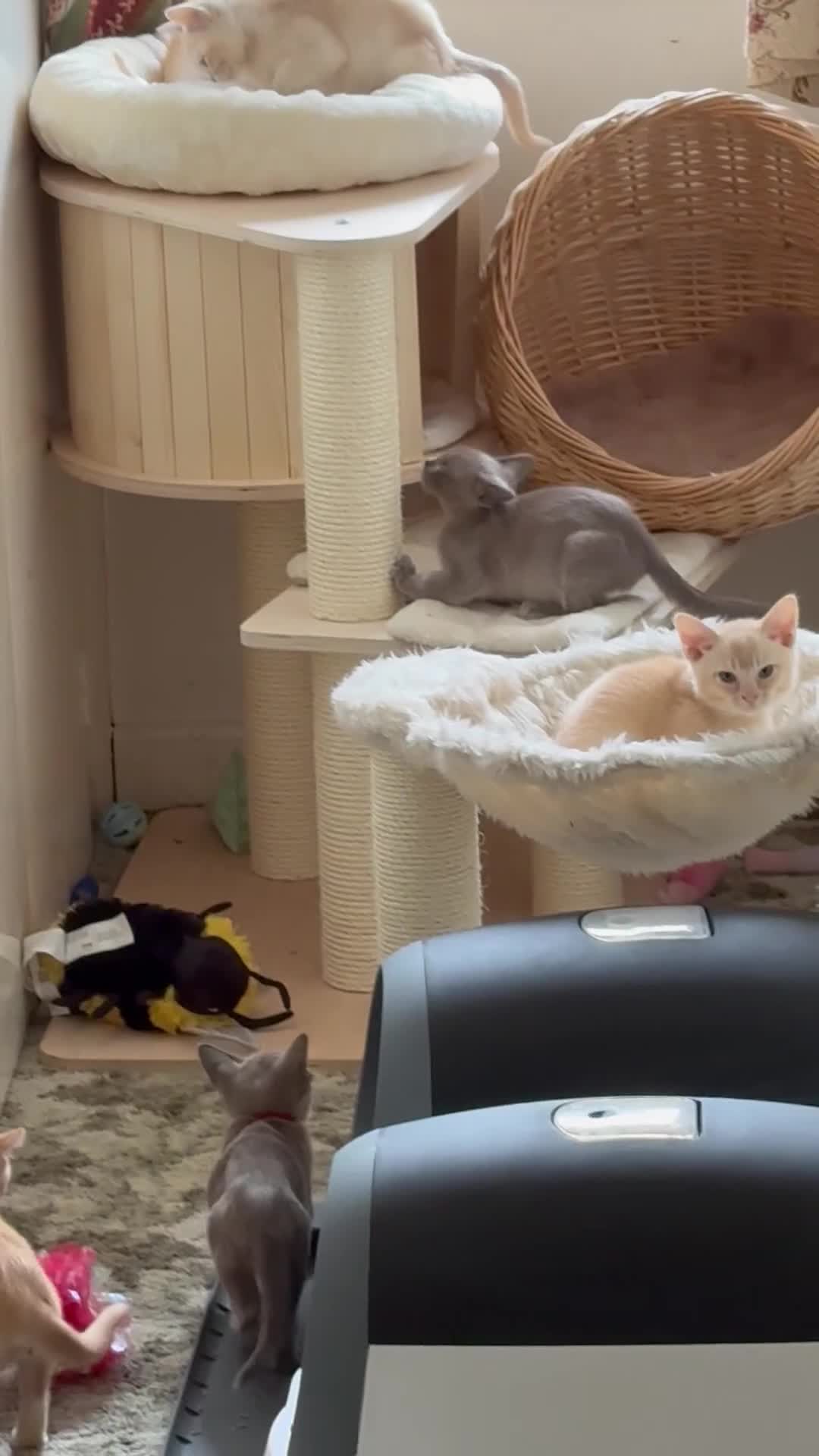Burmese cats for sale: A fantastic litter of 7 Burmese babies  - Video 2