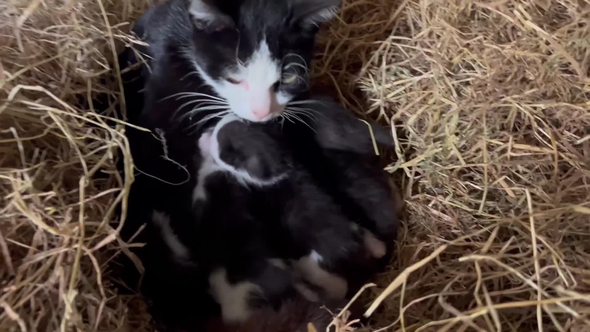 Domestic Shorthair cats for sale: Kittens - Newborn black and white - Video 1