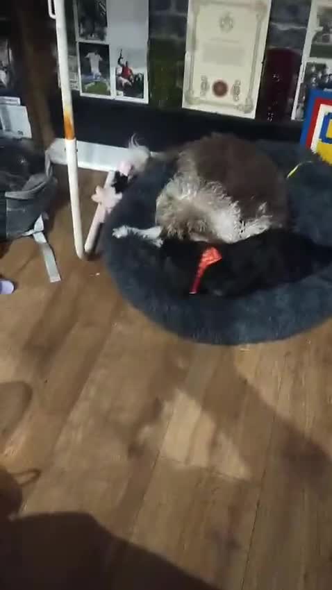 Cockapoo dogs for sale: 3  beautiful cockapoo puppies for sales in Swindon - Video 1