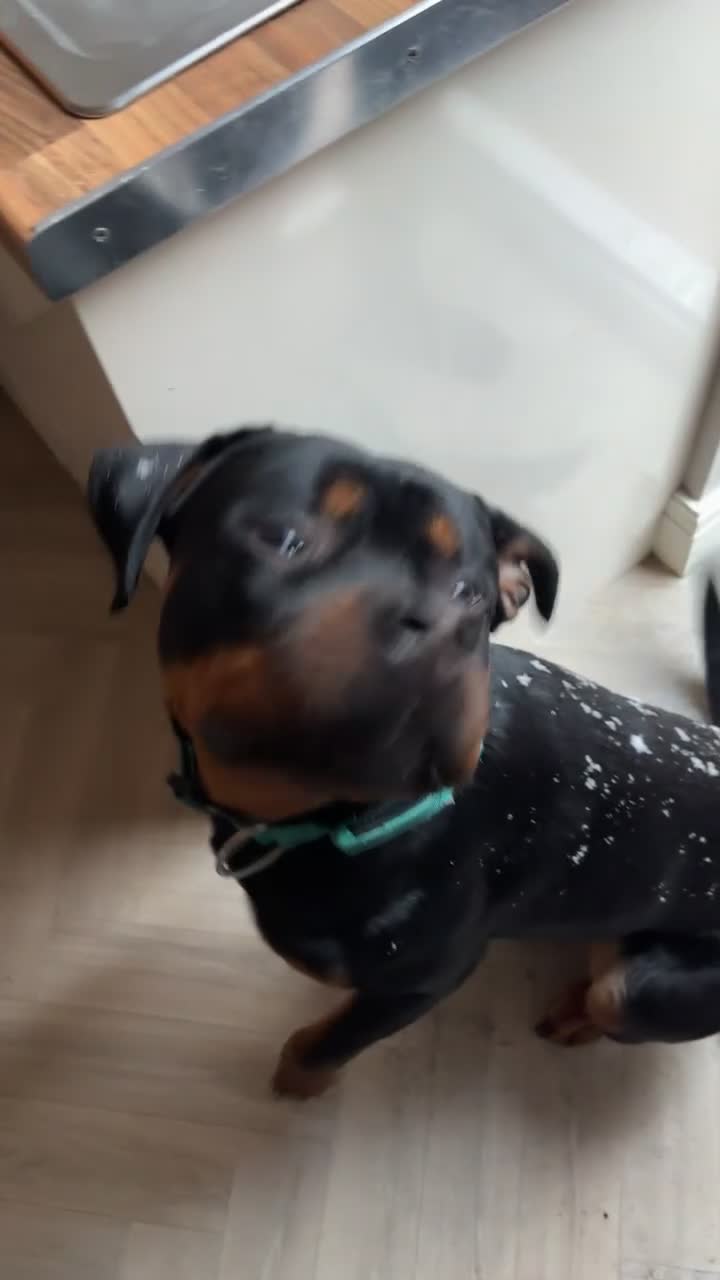 Mixed Breed dogs for sale: 1 YO male Rottweiler  - Video 1