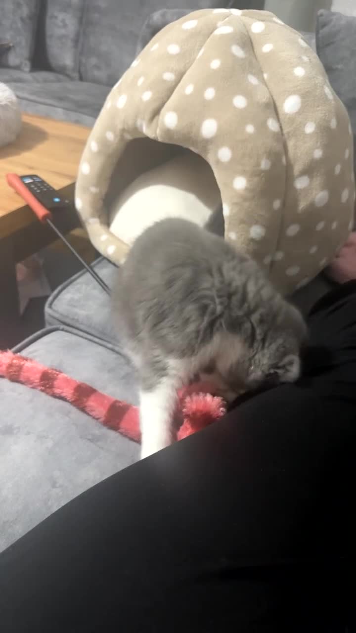 British Shorthair cats for sale: British Shorthair - Video 2