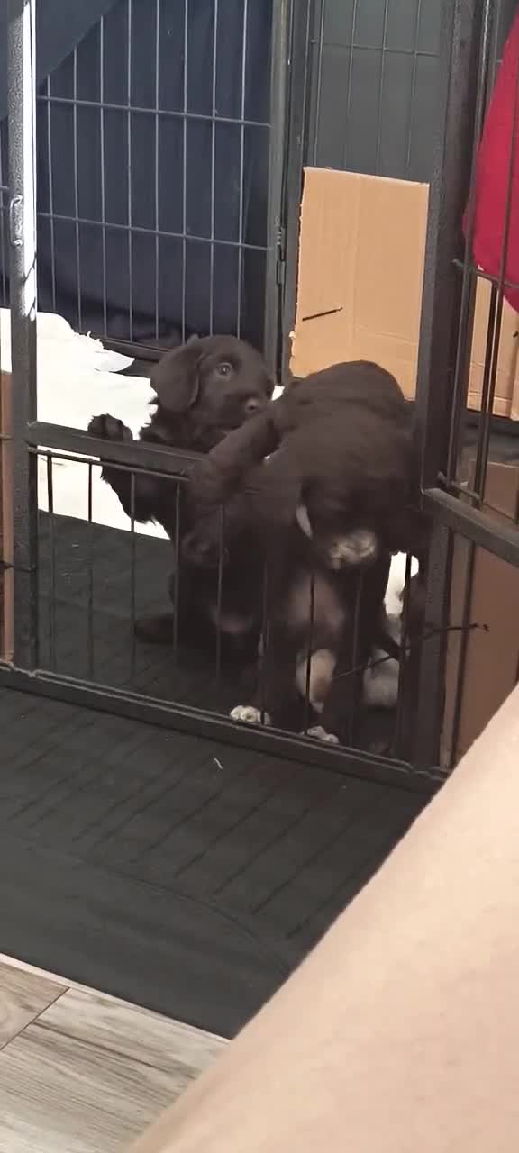 Cockapoo dogs for sale: Stunning F2b cockapoo puppies 8 weeks old - Video 2