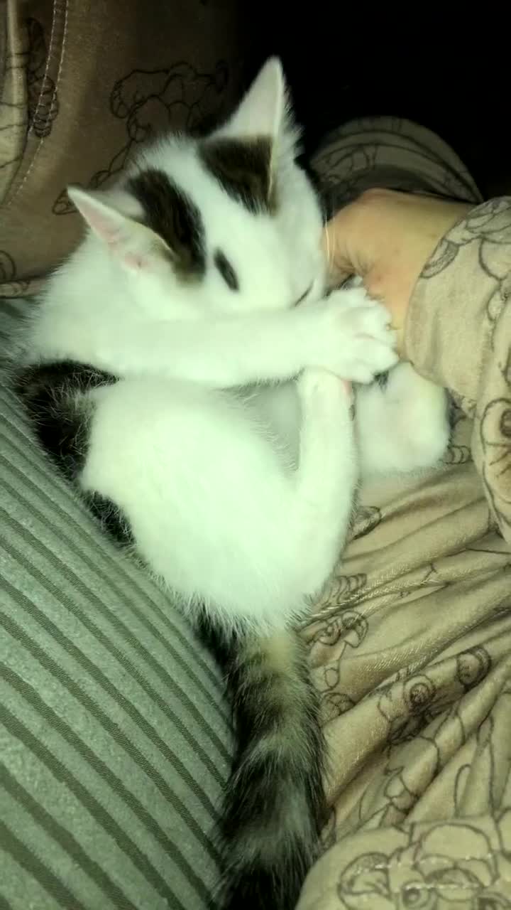 Khao Manee cats for sale: Male kitten  - Video 1