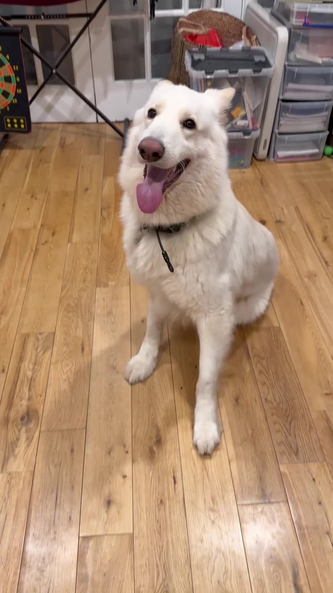 German Shepherd dogs for sale: Gorgeous white German Shepherd - 2 year old  in Wembley - Video 1