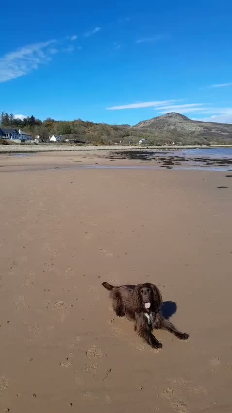 Cocker Spaniel dogs for adoption: CORRIE Foster-to-Adopt Cornwall/Devon/SomersetBord - Video 2