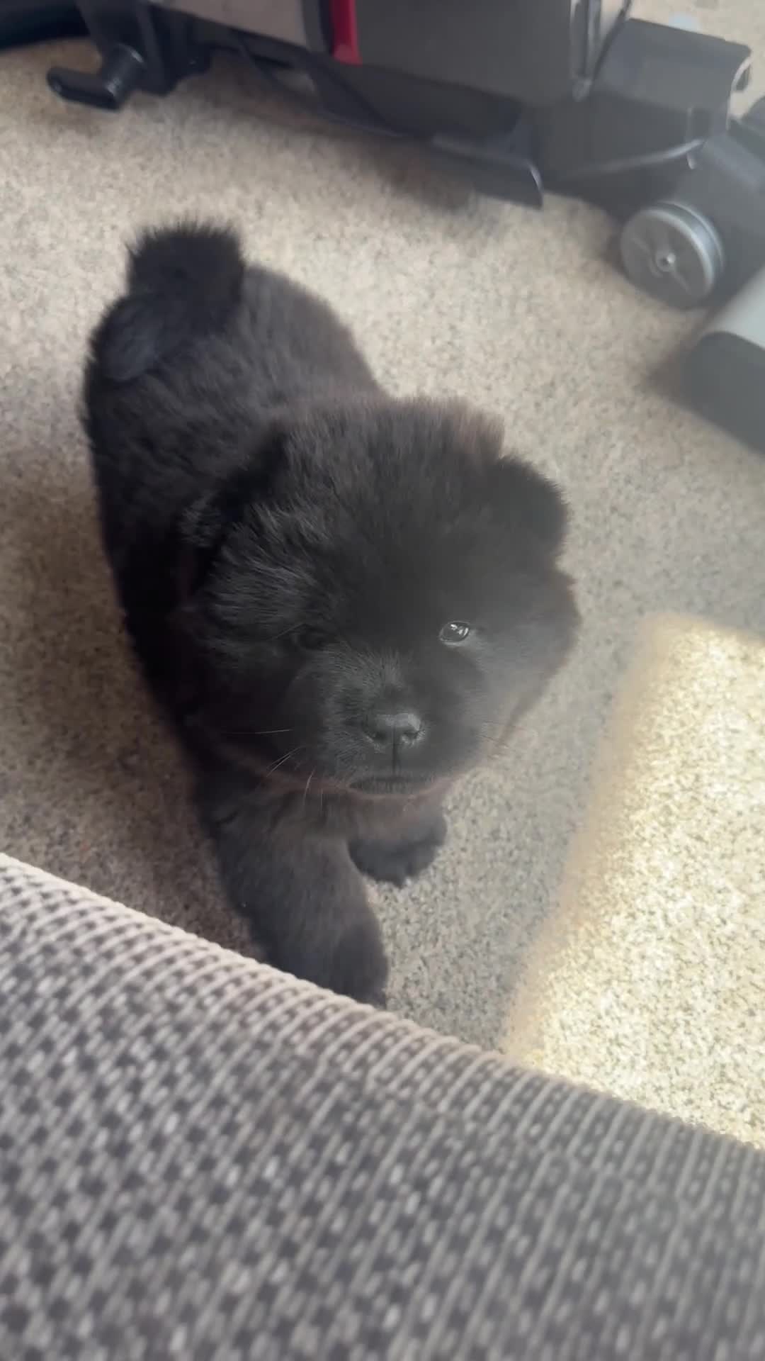 Chow Chow dogs for sale: 3 stunning female Merle & black chows for sale in Grays - Video 1