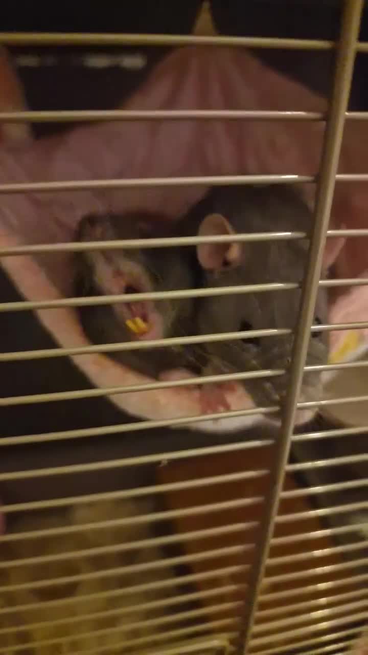 Rat rodents for sale: 2 female rats looking for a new home in Southampton - Video 1