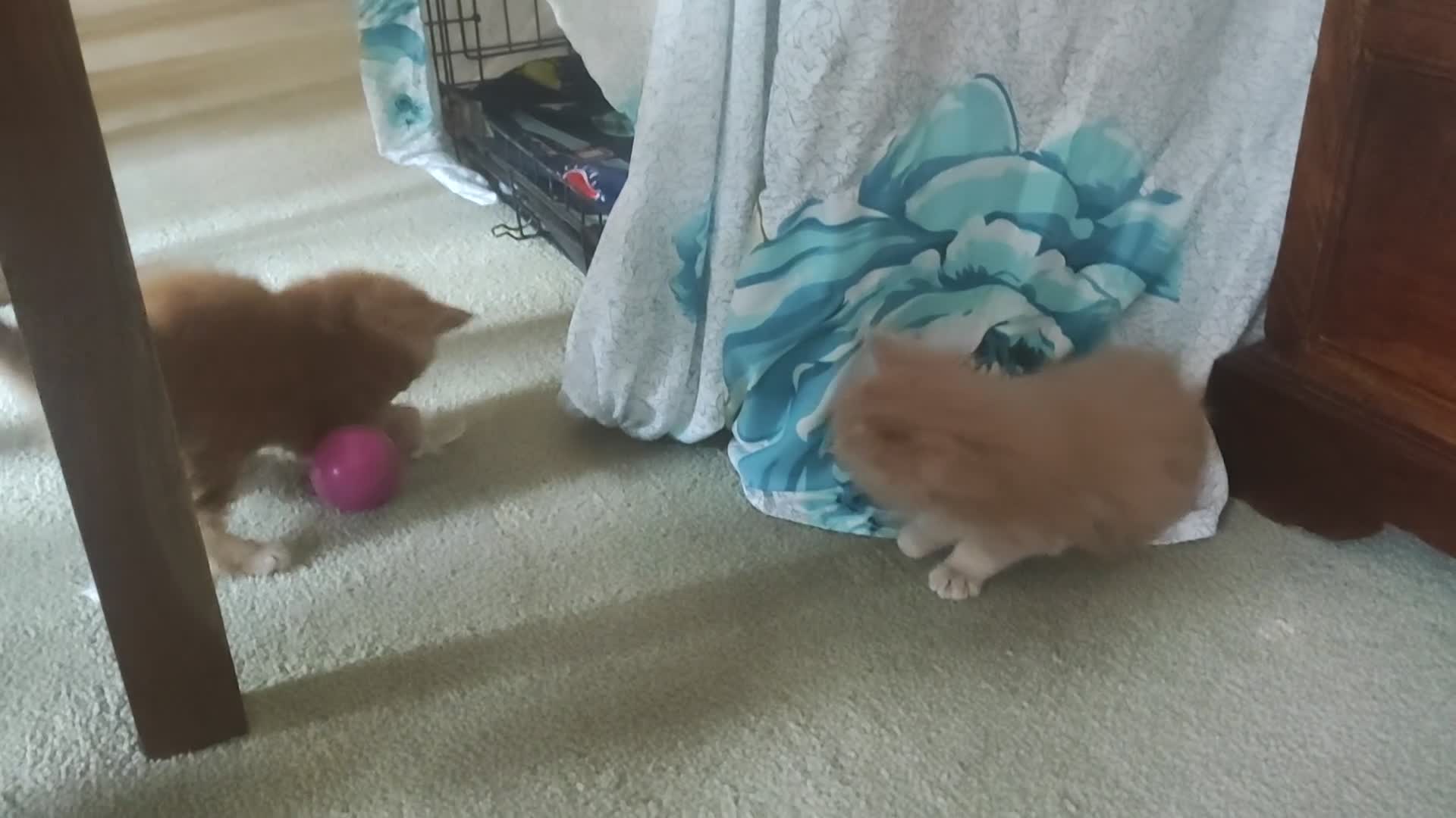 Maine Coon cats for sale: Maine Coon kittens  in Rushden - Video 2