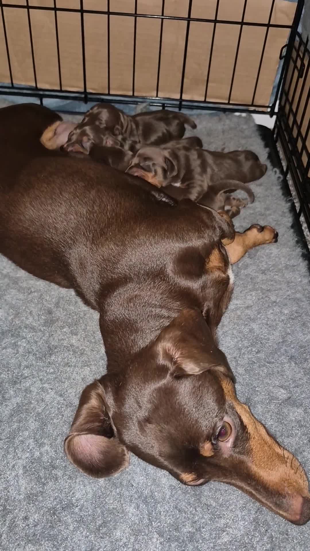 Miniature Dachshund dogs for sale: Miniture dachshund smooth hair puppies  - Video 1