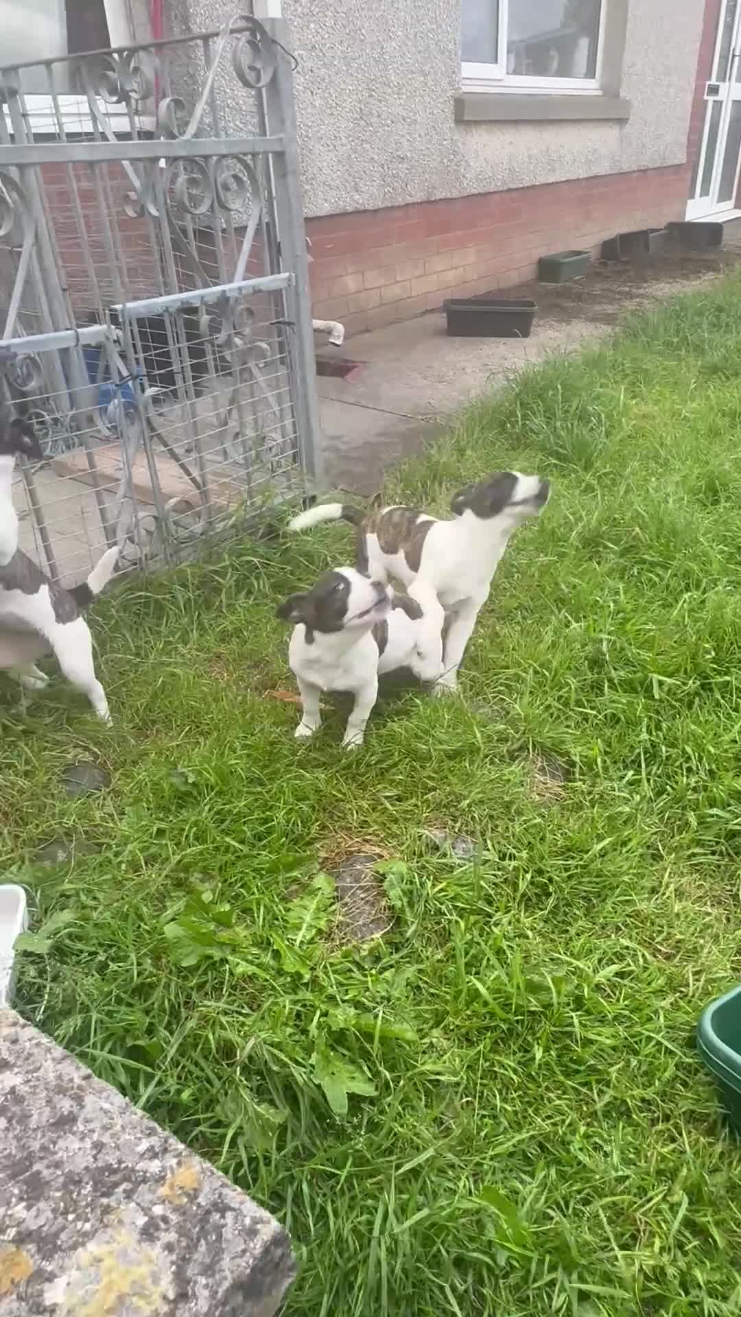 Jack Russell dogs for sale: 3 beautiful girls  - Video 2