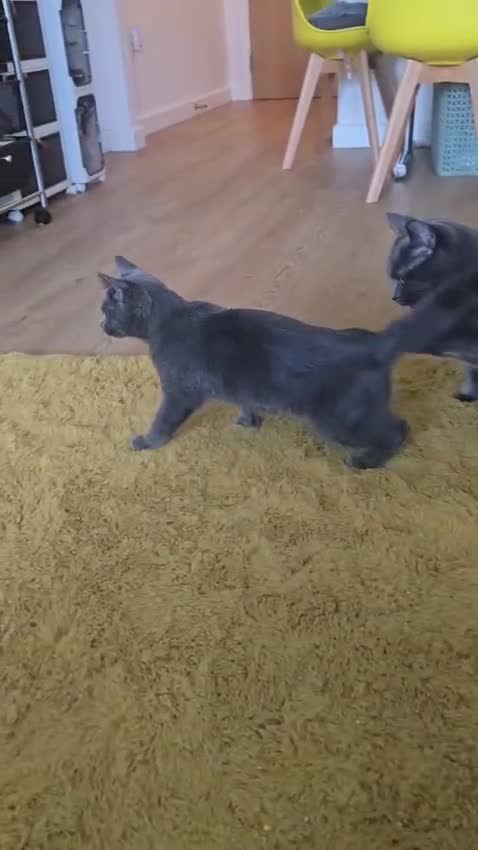 Turkish Angora cats for sale: Beautiful Kittens Looking for Their Forever Homes  - Video 3