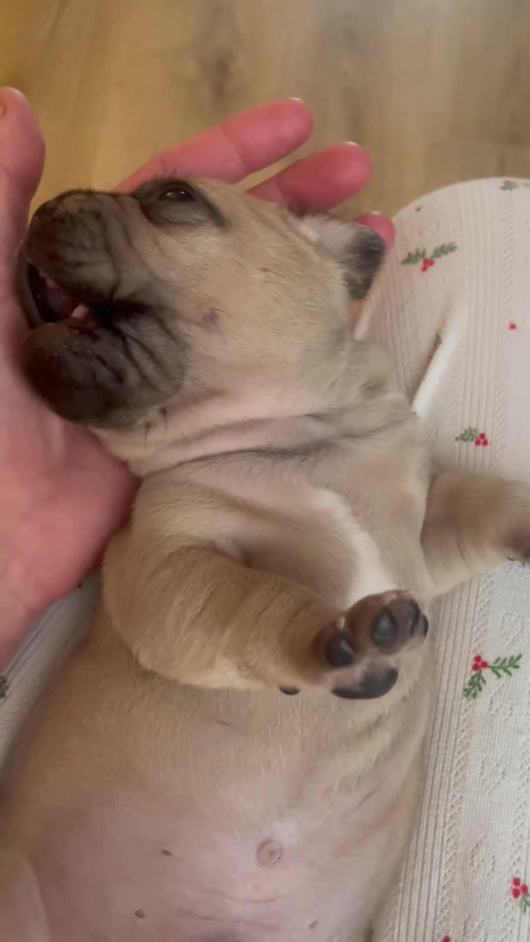 Jug dogs for sale: Jug pups  - Video 5