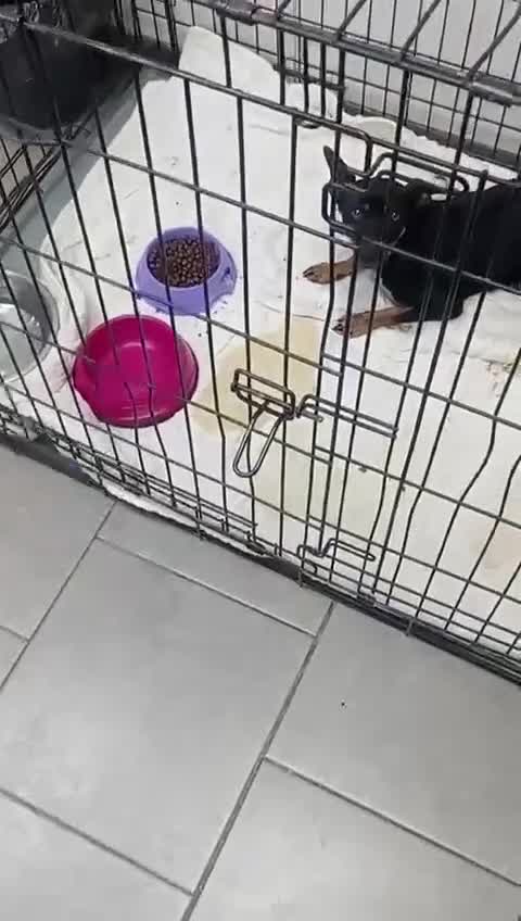 Mixed Breed dogs for adoption: Popcorn, 2-3 yrs old. Available for adoption. - Video 4