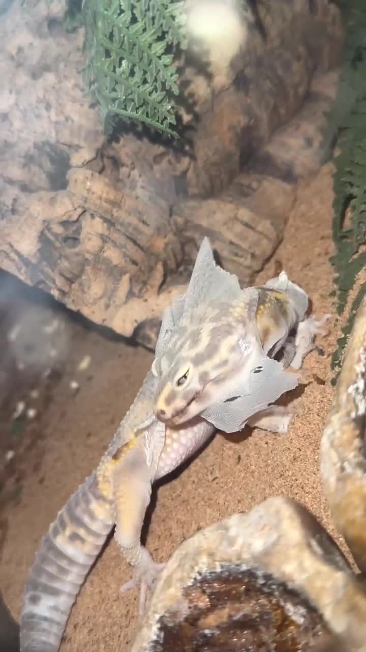 Leopard Gecko reptiles for sale: Female albino leopard gecko in Fakenham - Video 1