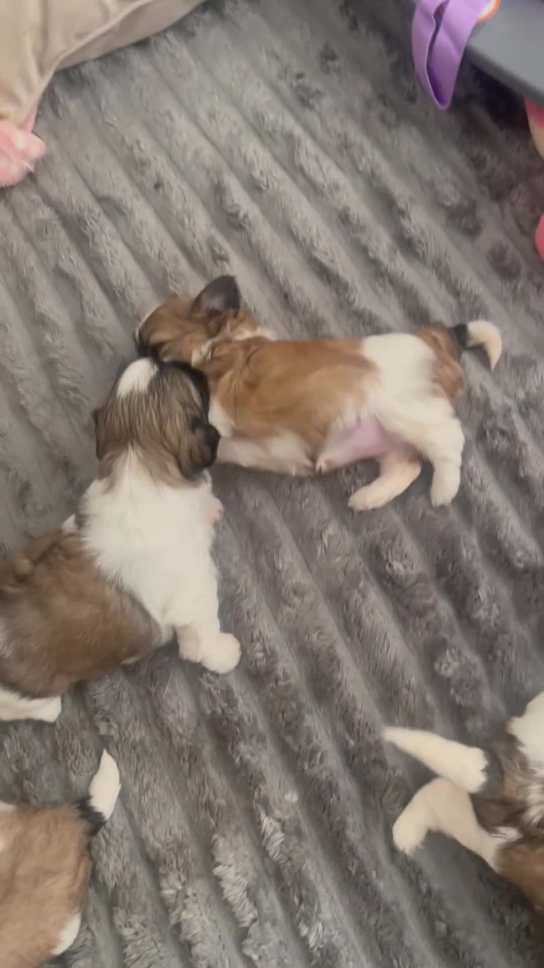Shih Tzu dogs for sale: Beautiful Shih Tzu Puppies-Loving family Home - Video 2