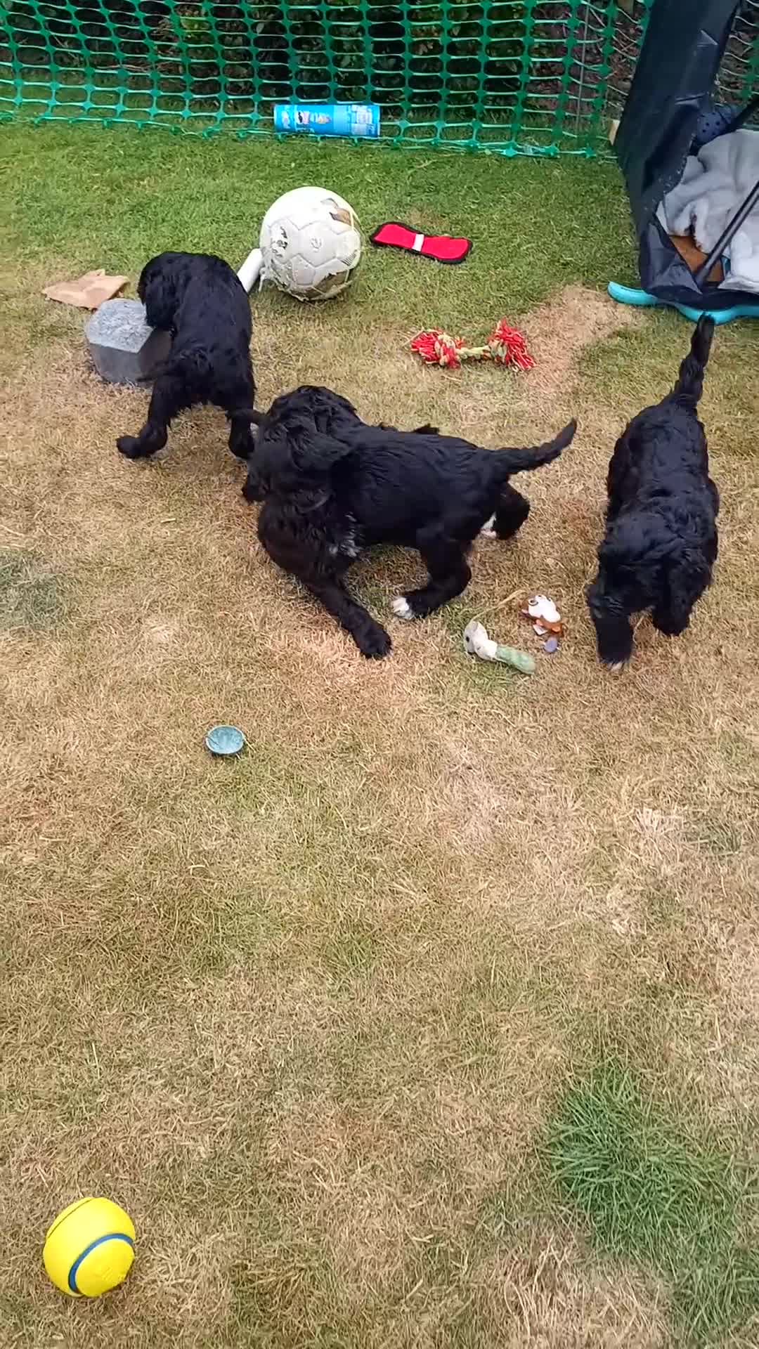 Portuguese Water Dog dogs for sale: Portuguese Water Dog Puppies available now - Video 2