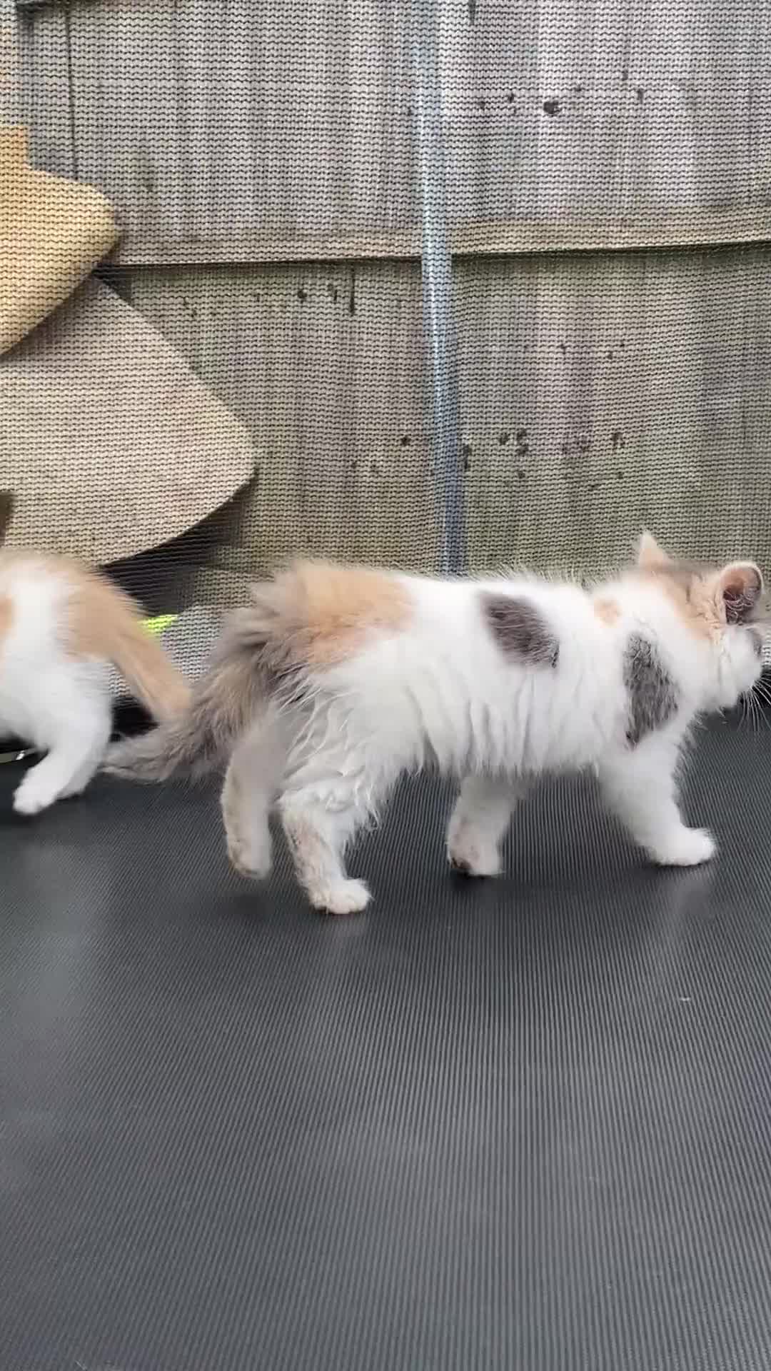 Mixed Breed cats for sale: 4 Beautiful Kittens Ready for Their Forever Homes in Manchester - Video 2