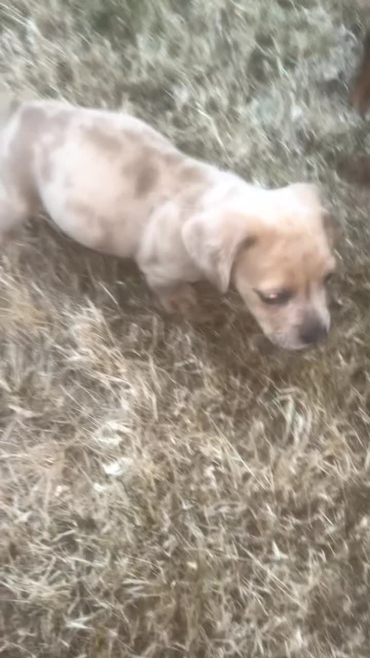 Dachshund dogs for sale: puppy’s looking for a forever home  - Video 1