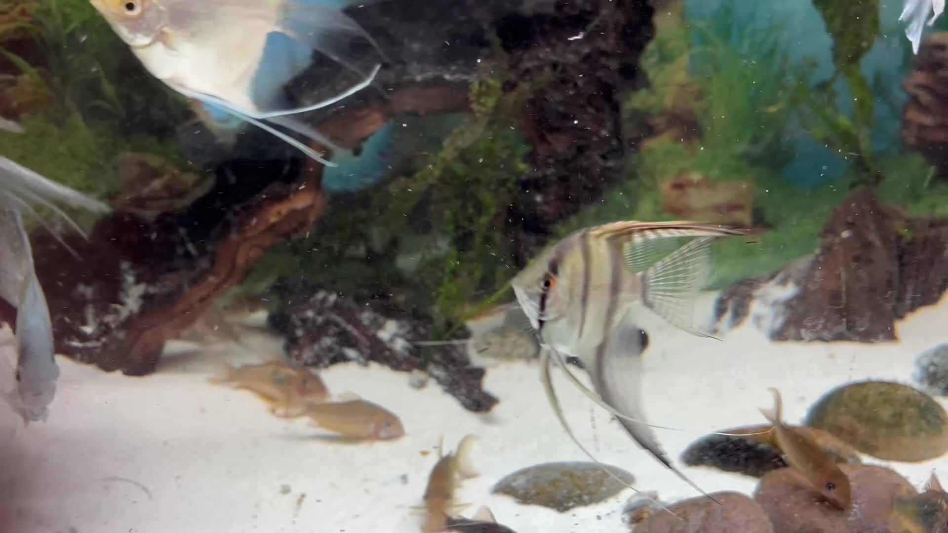 Angelfish fish for sale: Black ghost pinoy angelfish. Shortfin. Stunning.  - Video 1