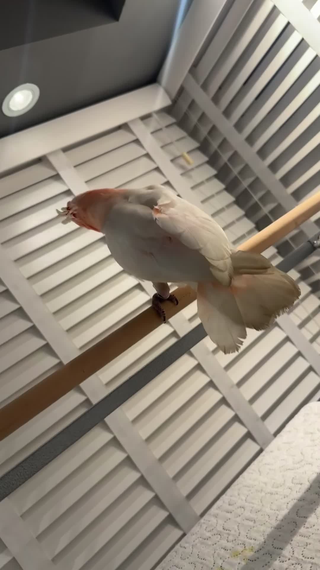Cockatoo birds for sale: Major Mitchell Super Tame - Video 1