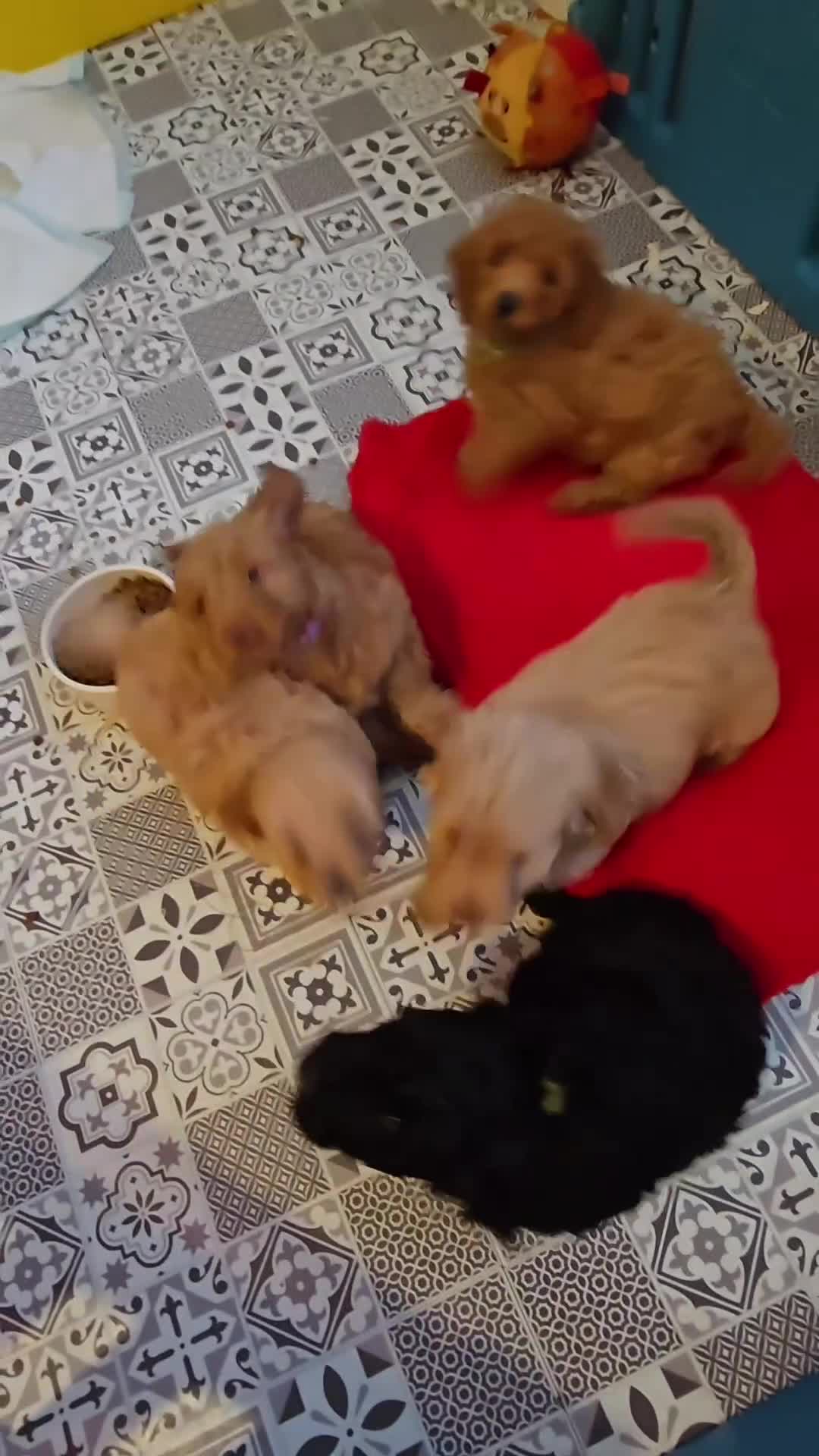 Cockapoo dogs for sale: F1B Cockapoo puppies - Video 2