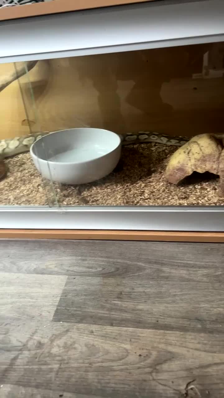 Snake reptiles for sale: Banana  in Gillingham - Video 1